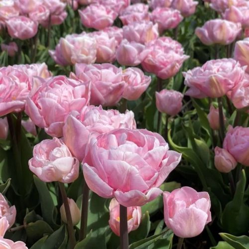 "Mariage" Tulipán 