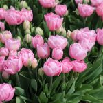 "Mariage" Tulipán 