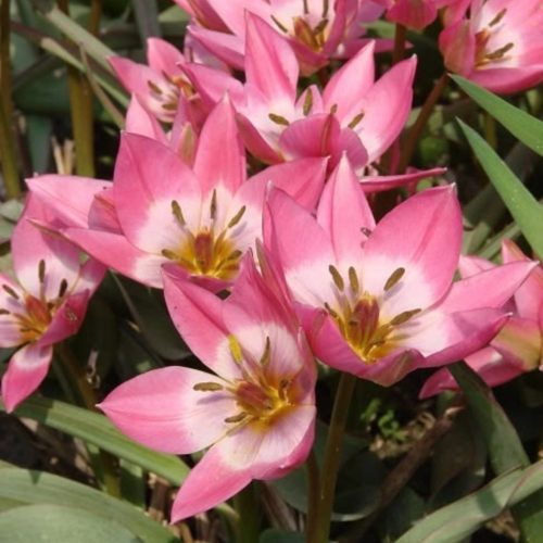 Aucheriana Botanikai Tulipán 10db