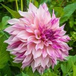 "Cafe au lait Royal " Dália
