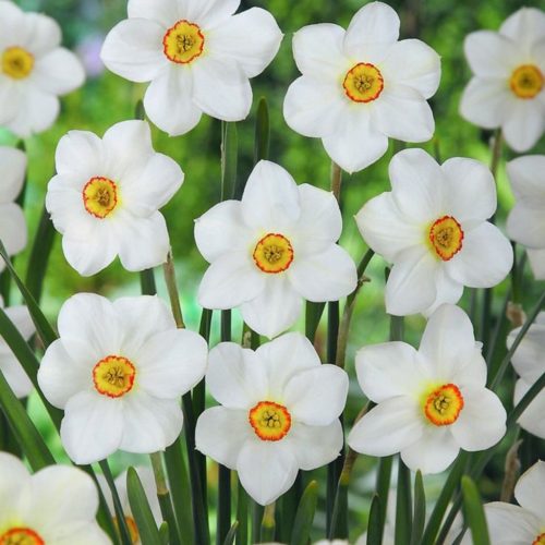 "Actaea poeticus" Nárcisz