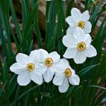 "Actaea poeticus" Nárcisz