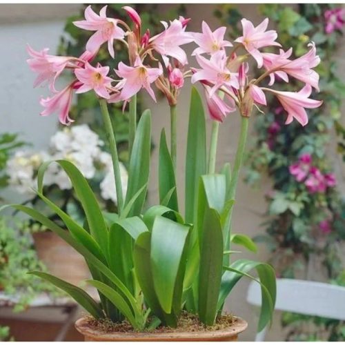 Rózsás ernyősliliom - Crinum powellii 'Rosea'