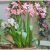 Rózsás ernyősliliom - Crinum powellii 'Rosea'