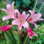 Rózsás ernyősliliom - Crinum powellii 'Rosea'
