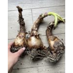 Rózsás ernyősliliom - Crinum powellii 'Rosea'