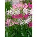 Pókliliom   - Nerine breeders blend  