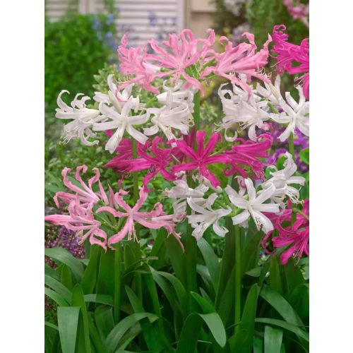 Pókliliom   - Nerine breeders blend  