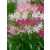 Pókliliom   - Nerine breeders blend  