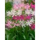 Pókliliom   - Nerine breeders blend  