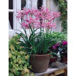Pókliliom   - Nerine breeders blend  