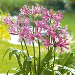 Pókliliom   - Nerine breeders blend  