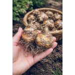 Pókliliom   - Nerine breeders blend  