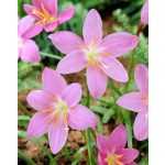 Esőliliom - Habranthus lily
