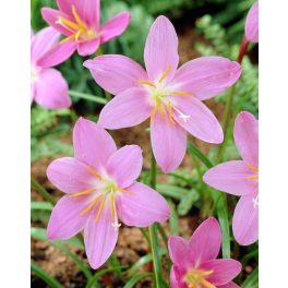 Esőliliom - Habranthus lily