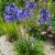 Afrikai Szerelemvirág  KÉK - Agapanthus 