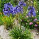 Afrikai Szerelemvirág  KÉK - Agapanthus 