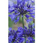 Afrikai Szerelemvirág  KÉK - Agapanthus 