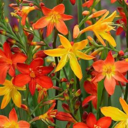 Sáfrányfű (crocosmia) színkeverék