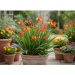 Sáfrányfű (crocosmia) színkeverék