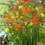 Sáfrányfű (crocosmia) színkeverék