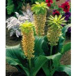 Ananászvirág -  Eucomis bicolor