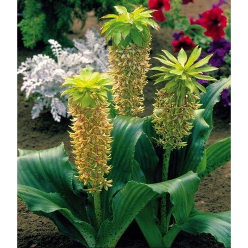 Ananászvirág -  Eucomis bicolor