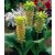 Ananászvirág -  Eucomis bicolor
