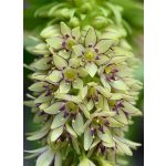 Ananászvirág -  Eucomis bicolor