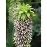 Ananászvirág -  Eucomis bicolor