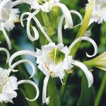 Pókliliom - Hymenocallis festalis zwanenburg