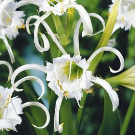 Pókliliom - Hymenocallis festalis zwanenburg