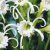 Pókliliom - Hymenocallis festalis zwanenburg