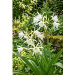 Pókliliom - Hymenocallis festalis zwanenburg