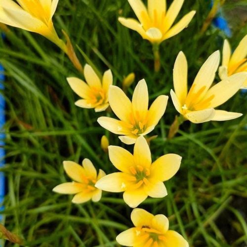 Sárga Zefírvirág - Zephyrantes citrina  