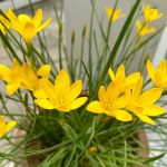 Sárga Zefírvirág - Zephyrantes citrina  