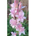 Tubarózsa rózsaszín - Sapphire Pink tuberose