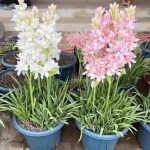 Tubarózsa rózsaszín - Sapphire Pink tuberose