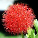 Vérliliom - Fireball Lily