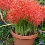 Vérliliom - Fireball Lily