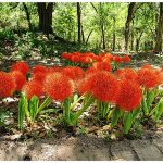 Vérliliom - Fireball Lily