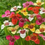 Tigrisvirág - Tigridia pavonia mixed 
