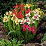 Tigrisvirág - Tigridia pavonia mixed 