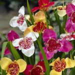 Tigrisvirág - Tigridia pavonia mixed 