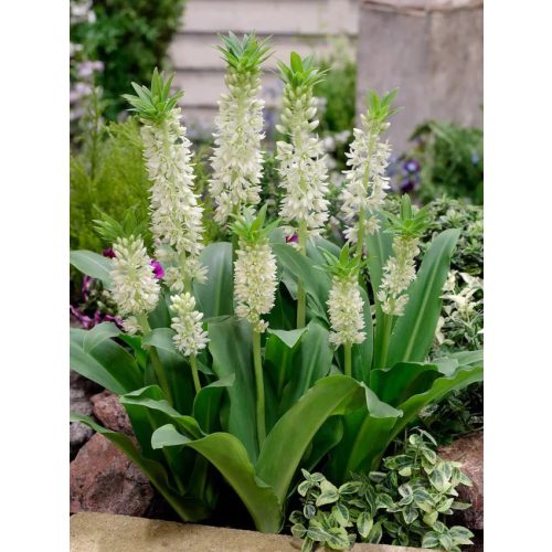 Ananászvirág - Eucomis white