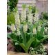 Ananászvirág - Eucomis white
