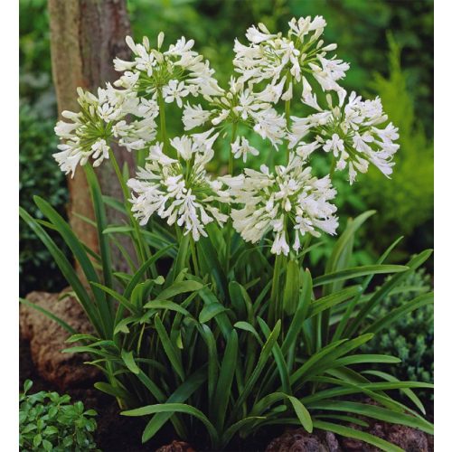 Afrikai Szerelemvirág FEHÉR - Agapanthus 