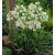 Afrikai Szerelemvirág FEHÉR - Agapanthus 