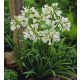 Afrikai Szerelemvirág FEHÉR - Agapanthus 