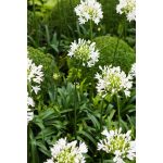 Afrikai Szerelemvirág FEHÉR - Agapanthus 